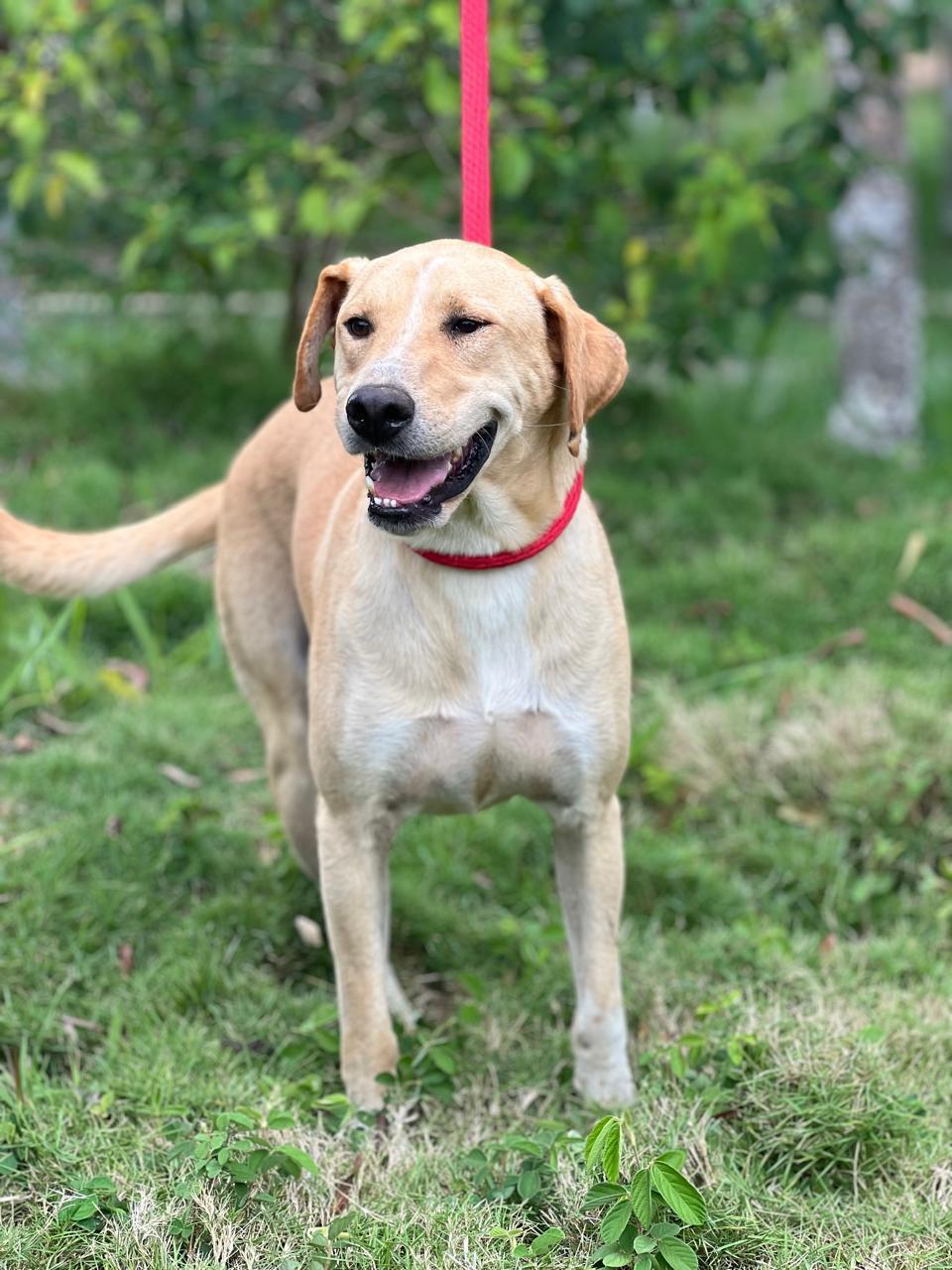 Foto de Apolo